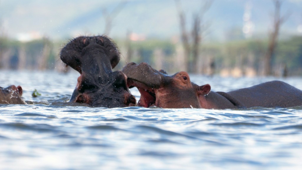 Hippo on the shore of Lake Naivasha viewed from a safe distance