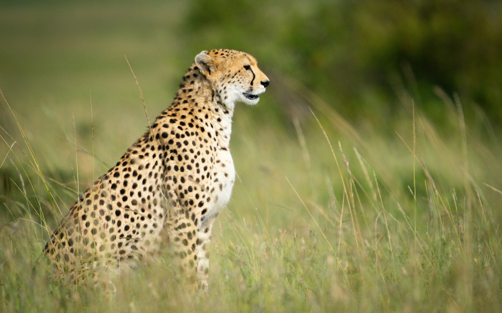 Adult cheetah sitting upright in tall green savanna grass in profile view, solid black spots visible on pale golden coat, alert expression