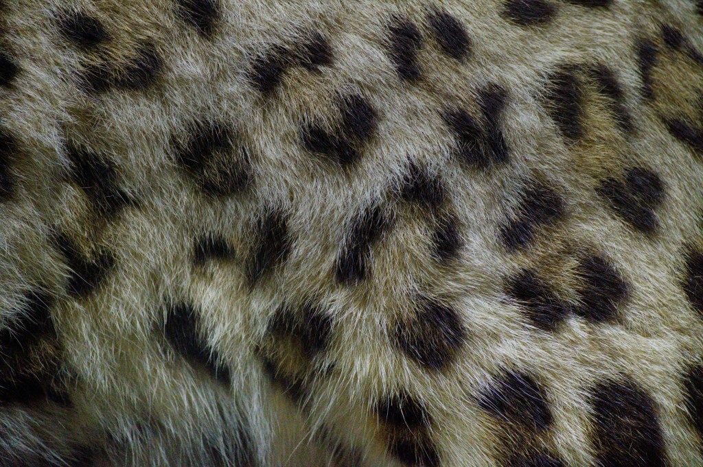 The fur macro. Opens the identification conversation immediately by showing the spots up close before you even explain the difference.