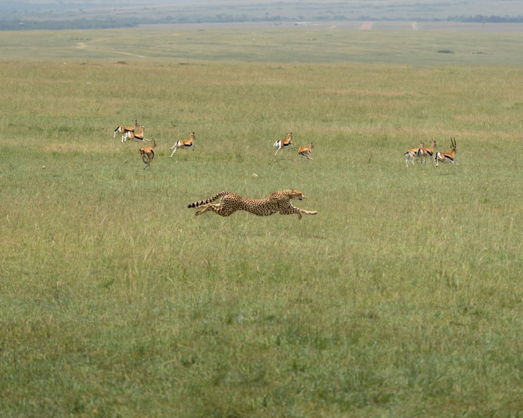 The chase scene. This is your strongest action shot and it earns its place next to the speed facts.