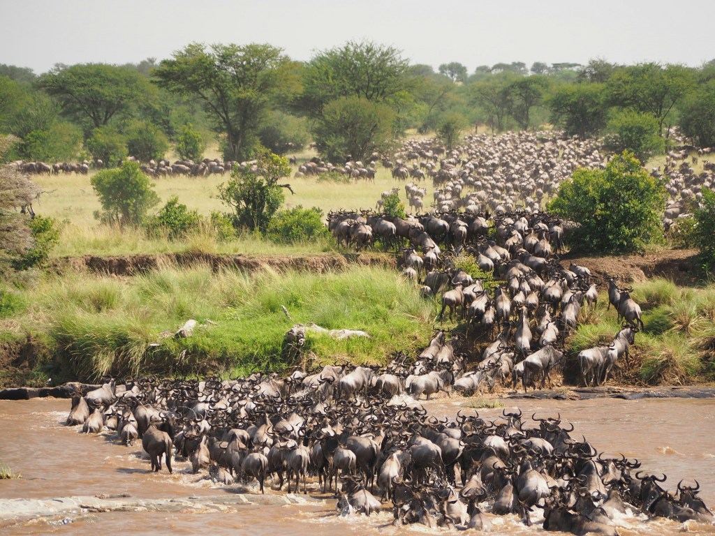Your First Kenya Safari in Maasai Mara: What No One Tells You