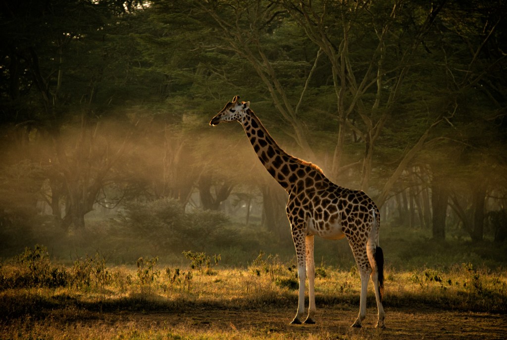 How to Visit Lake Naivasha for Under Ksh 4,000 from Nairobi