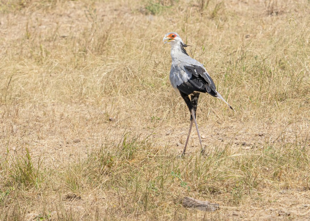 Kenya’s Ground Birds: Why Most Safari Guests Drive Straight Past the Best Sightings
